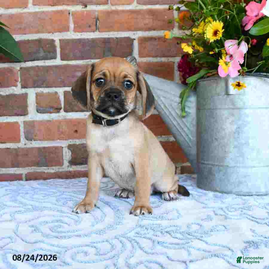 Puggle dogs Star - Ad 1