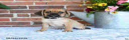 Puggle dogs for sale: Star - Ad 1