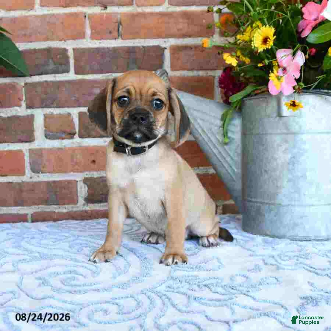 Puggle dogs for sale: Star - Ad 1