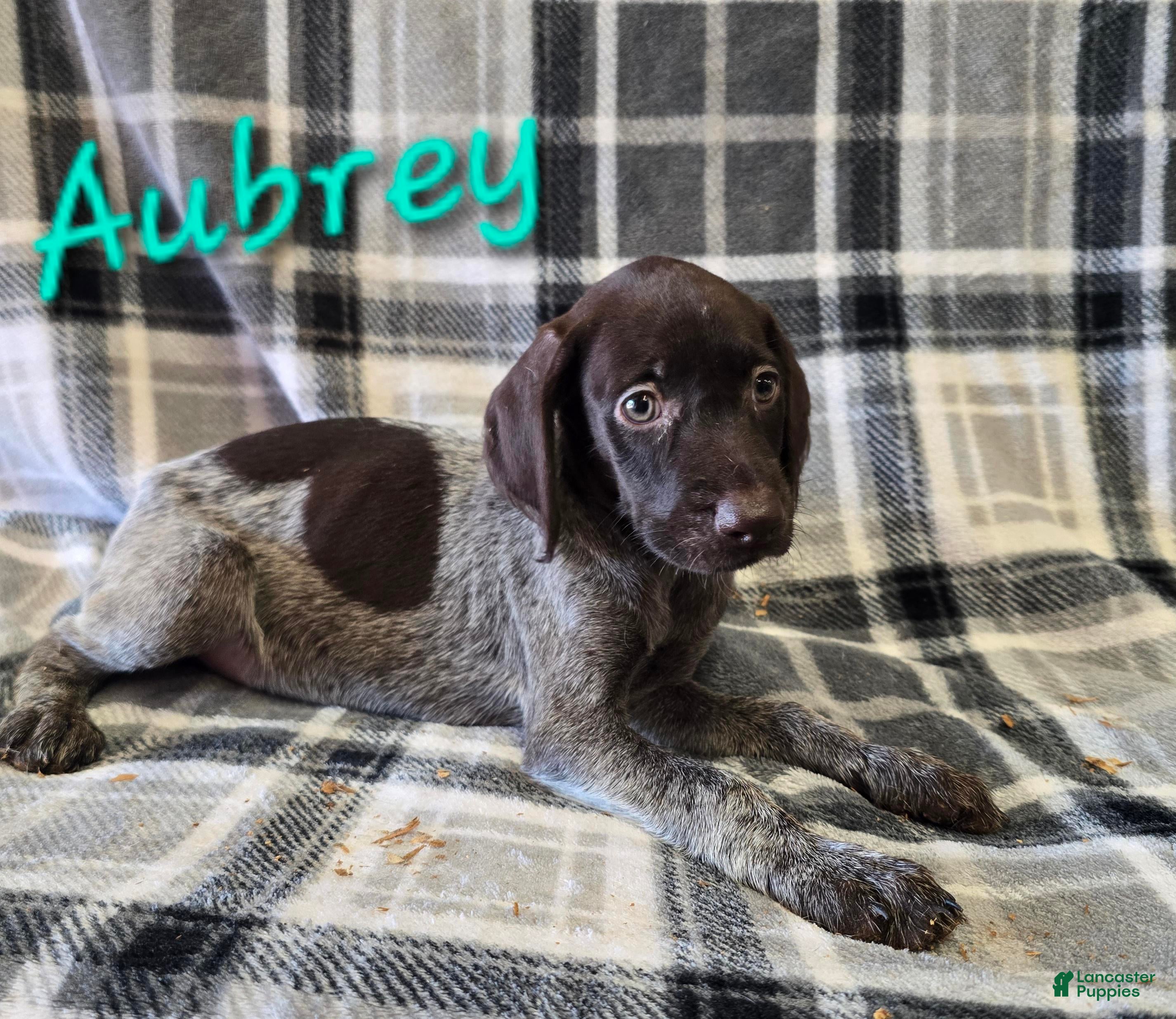 German Wirehaired Pointer dogs for sale: AUBREY - Ad 4