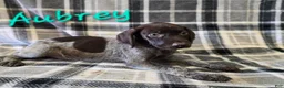 German Wirehaired Pointer dogs for sale: AUBREY - Ad 1