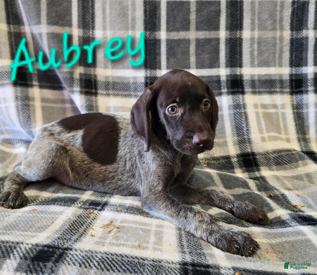 German Wirehaired Pointer dogs for sale: AUBREY - Ad 1
