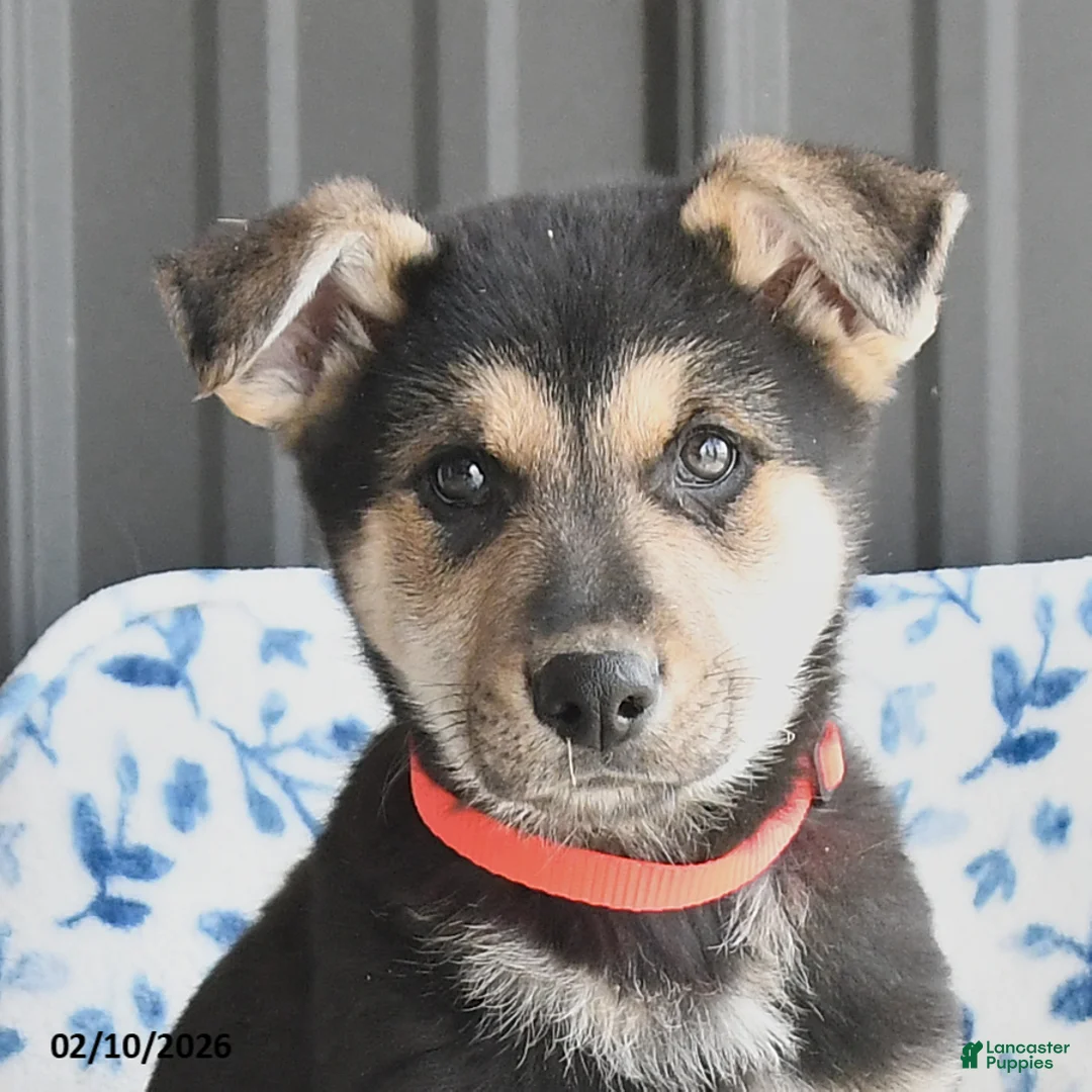 German Shepherd dogs for sale: Vito - Ad 4