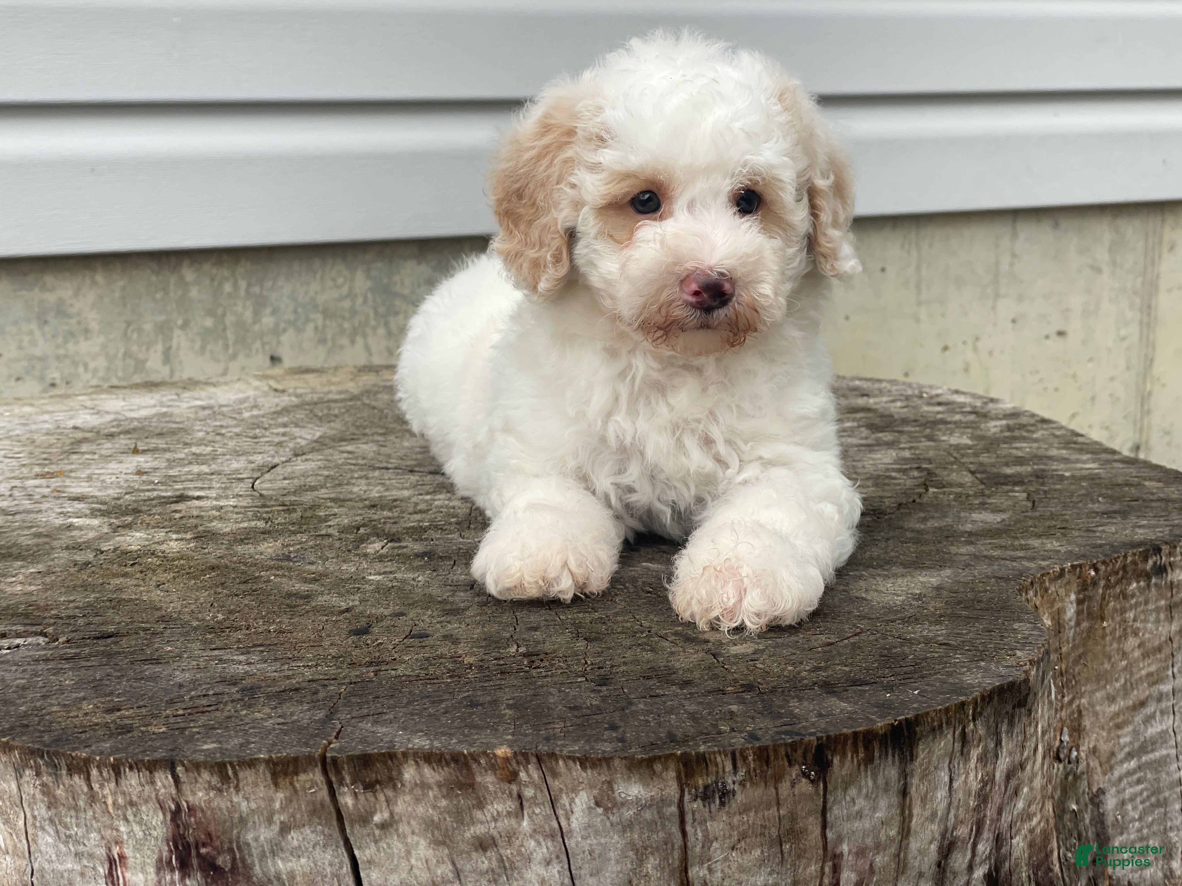 Miniature Poodle dogs Dazzler Miniature Poodle  - Ad 2