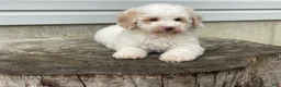 Miniature Poodle dogs for sale: Dazzler Miniature Poodle  - Ad 2