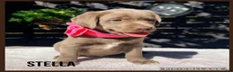 Labrador Retriever dogs for sale: Stella - Ad 1