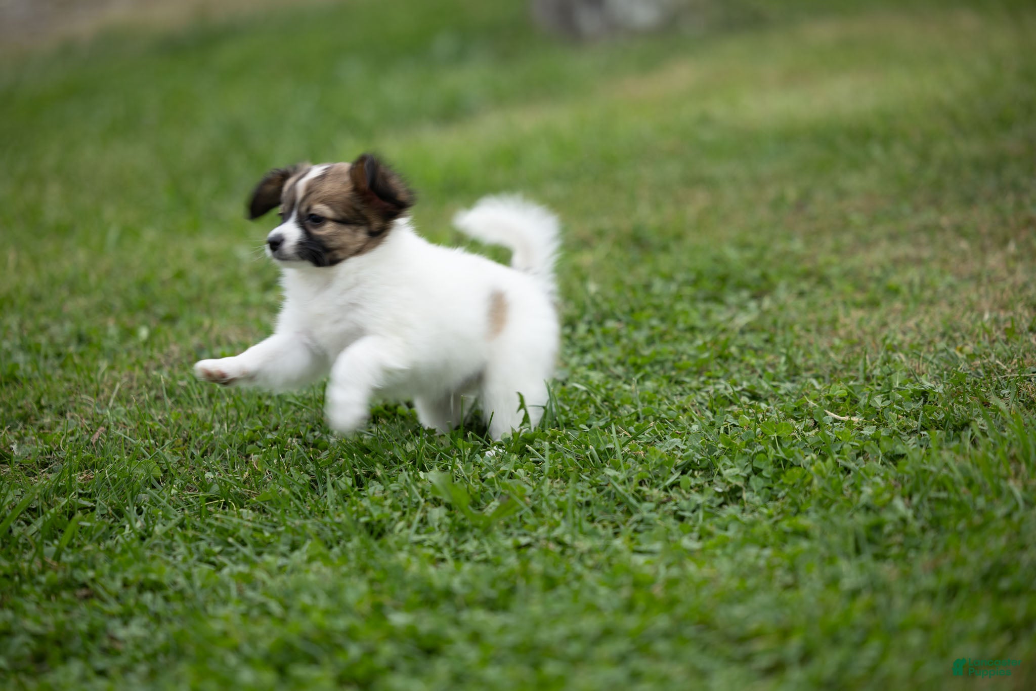 Papillon dogs Rebel - Ad 2