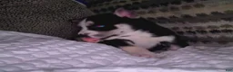 Mixed Breed dogs for sale: Mixed Breed 2 - Ad 9