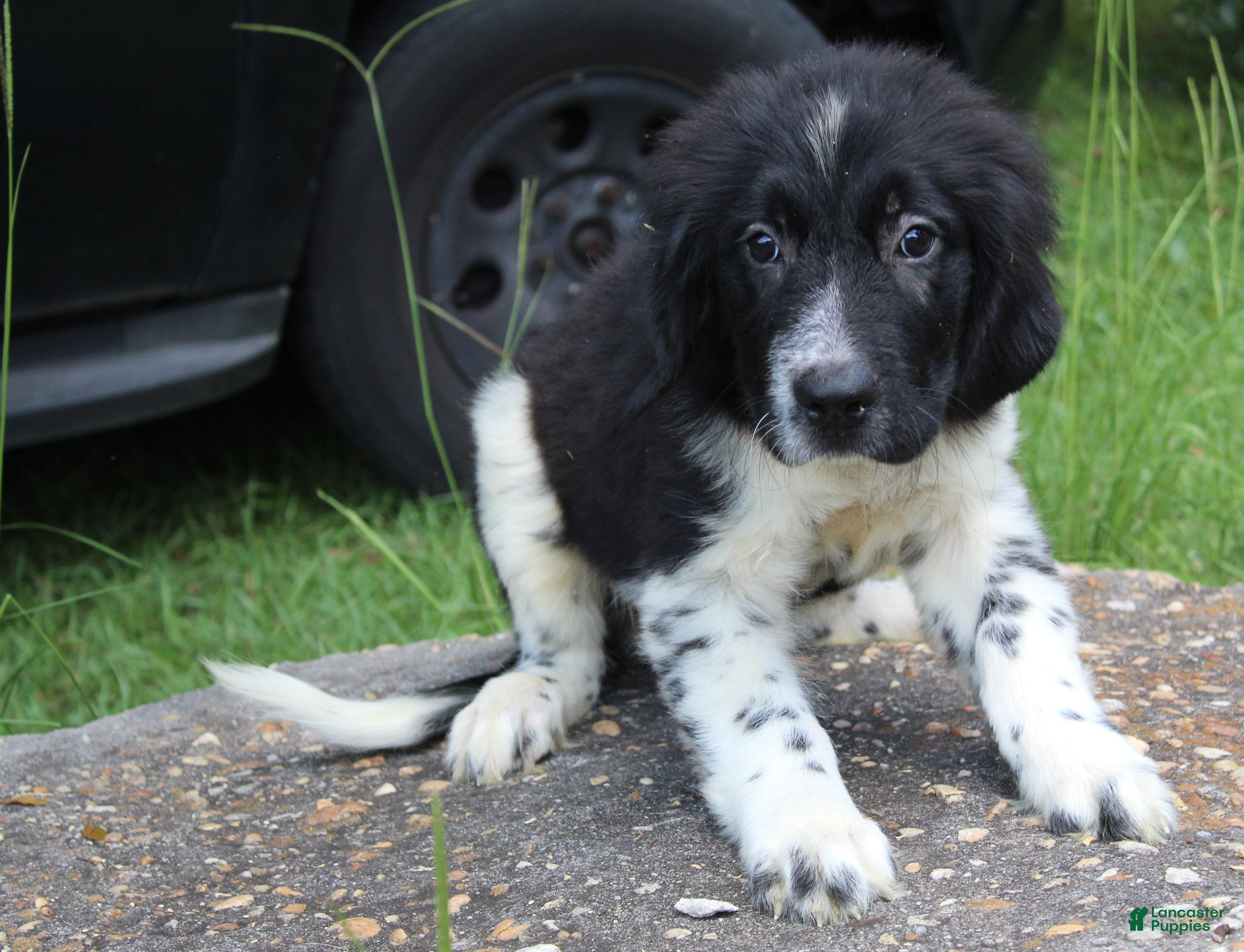 Newfoundland dogs Molly - Ad 2