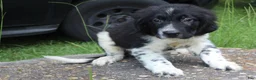 Newfoundland dogs for sale: Molly - Ad 2
