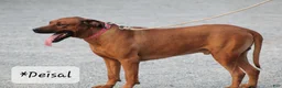Rhodesian Ridgeback dogs for sale: Kara - Ad 3