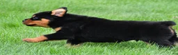 Rottweiler dogs for sale: don - Ad 3