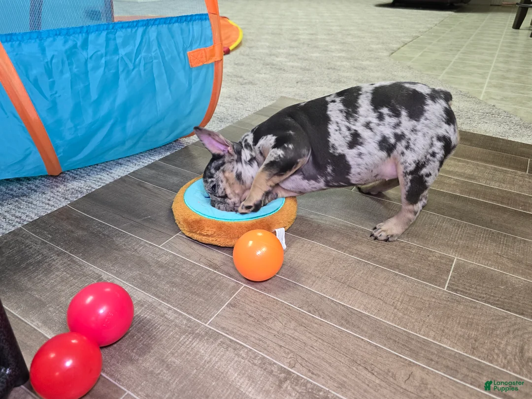 French Bulldog dogs for sale: Wonda - Ad 7