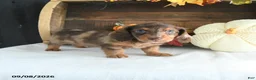 Miniature Dachshund dogs for sale: Cody - Ad 1