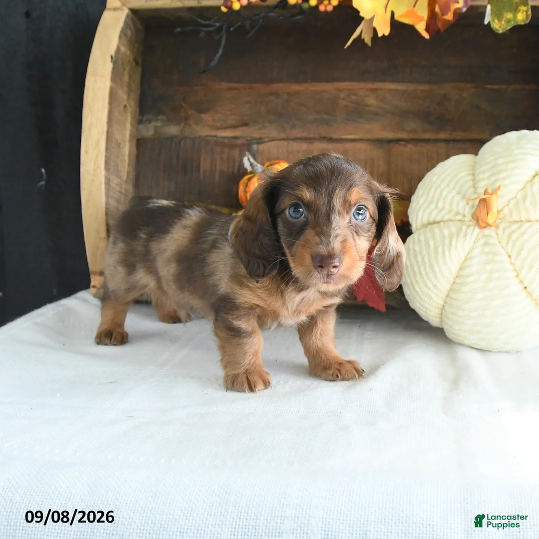 Miniature Dachshund dogs for sale: Cody - Ad 1