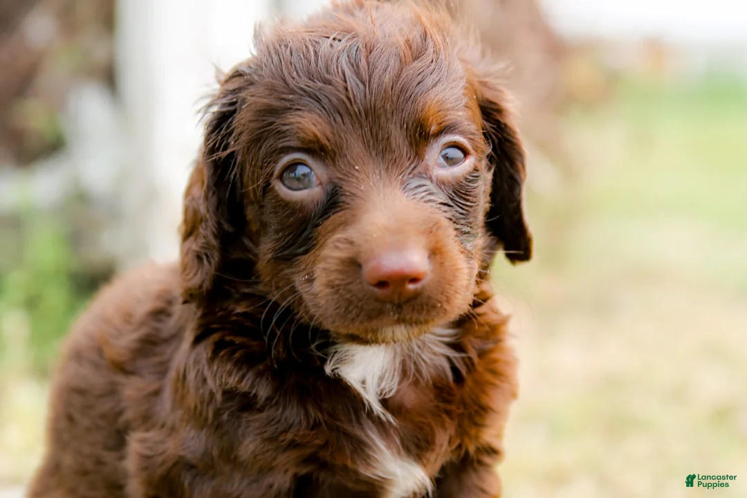 Mini Goldendoodle dogs for sale: Lindt - Ad 2