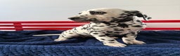 Dalmatian dogs for sale: Taylor - Ad 10