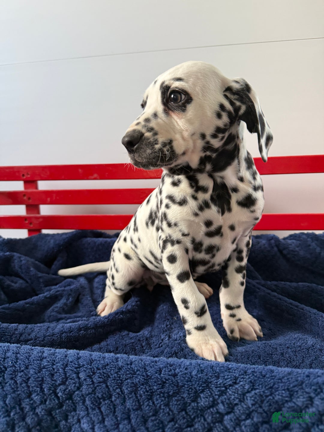 Dalmatian dogs for sale: Taylor - Ad 10