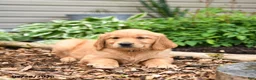 Golden Retriever dogs for sale: Gloria - Ad 2