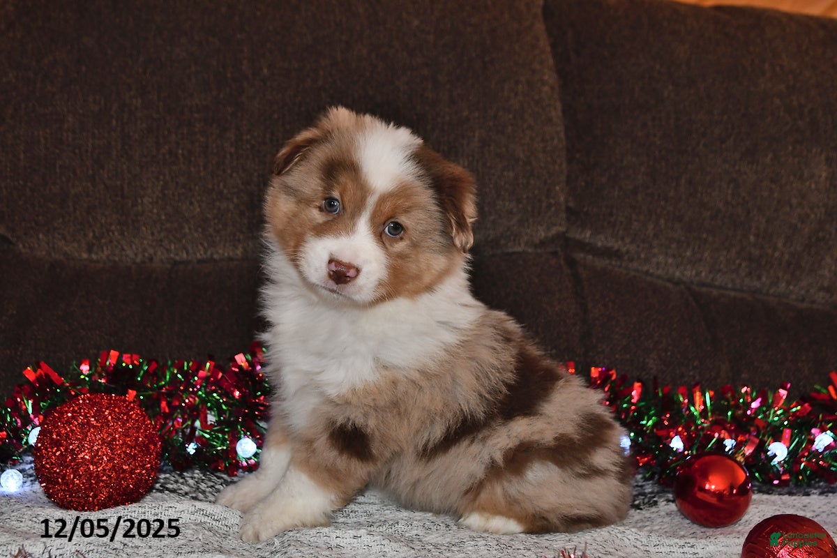 Miniature Australian Shepherd dogs Duke - Ad 24