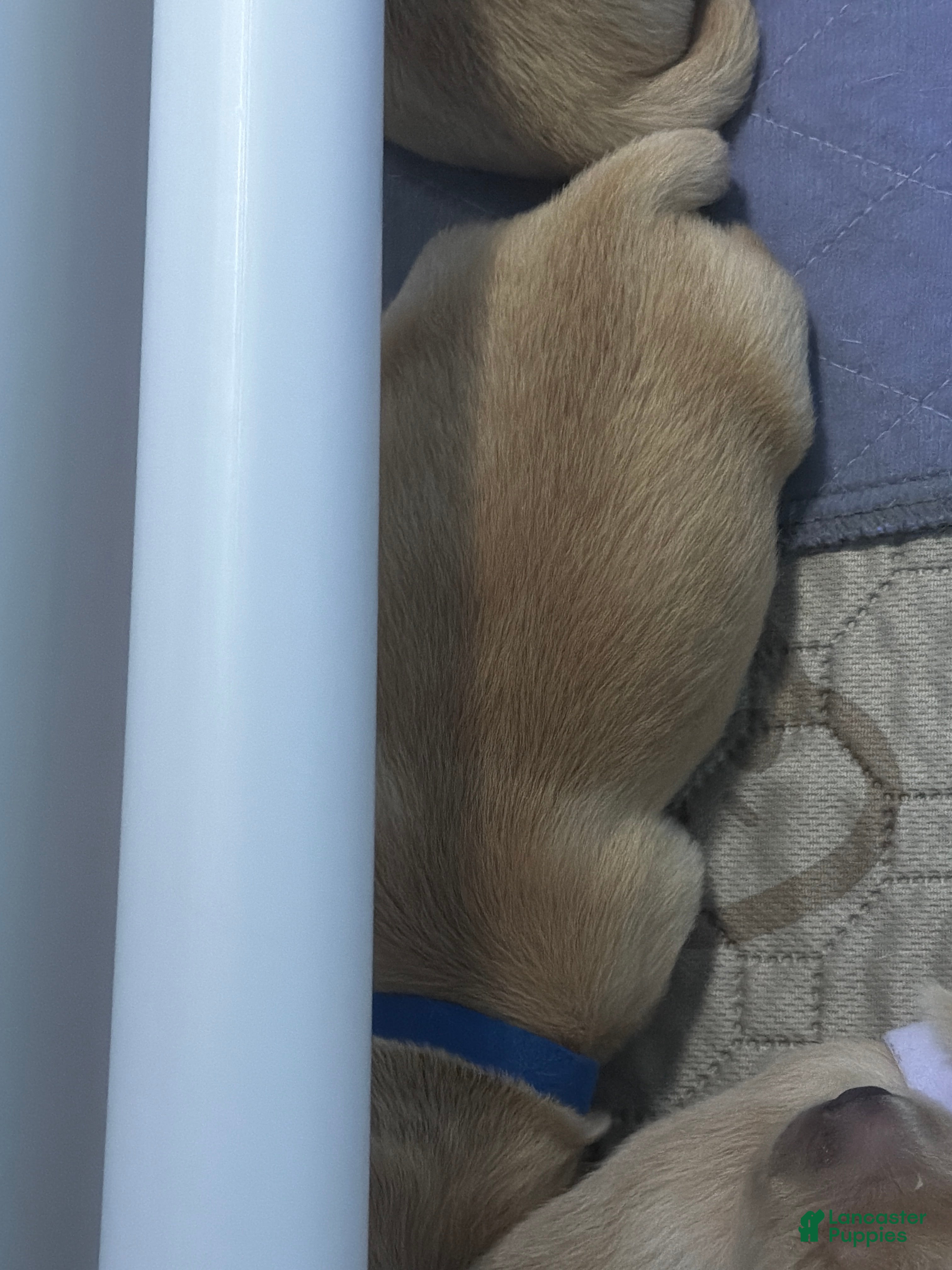 Golden Retriever dogs Deep Blue  - Ad 2
