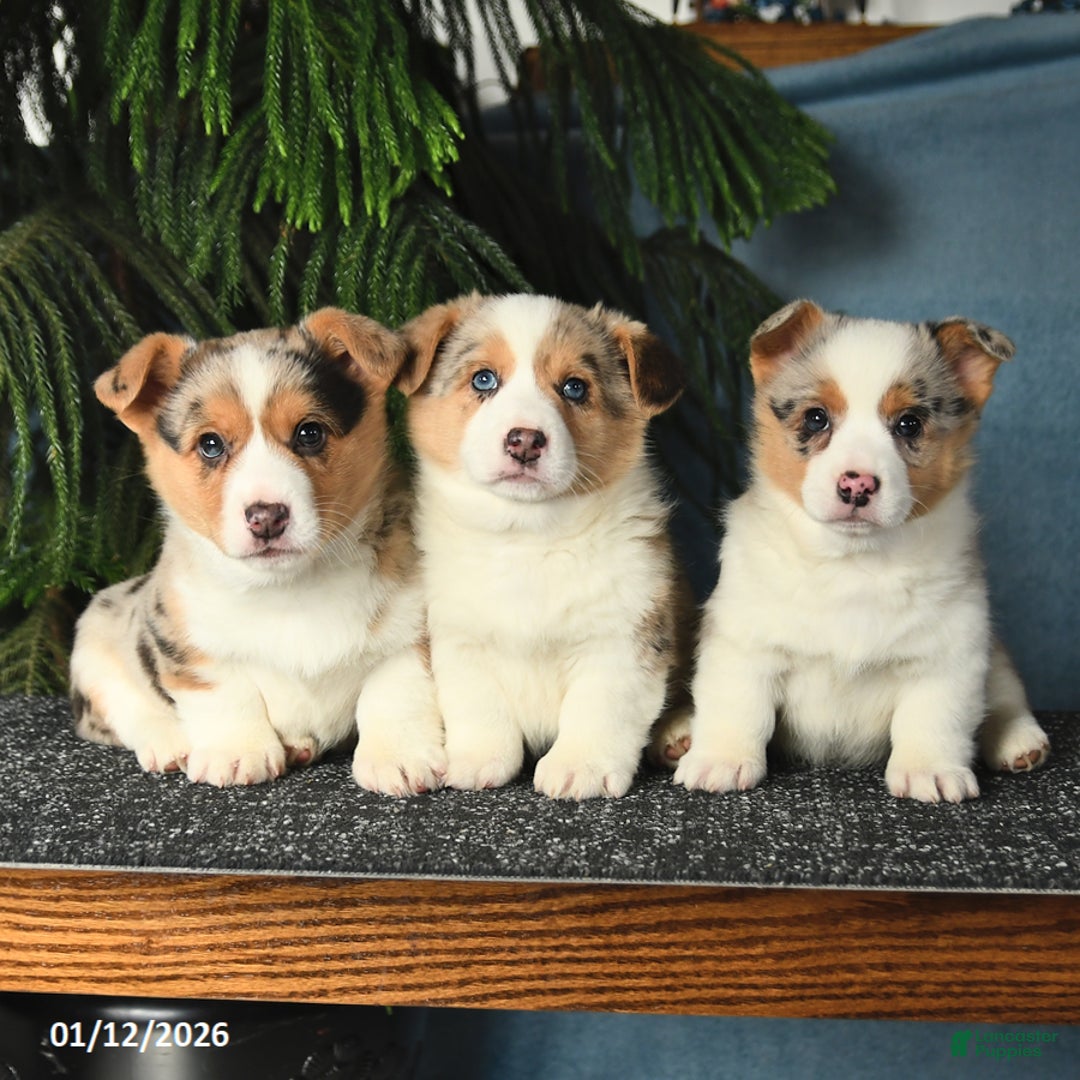 Welsh Corgi Pembroke dogs for sale: Jasper - Ad 3