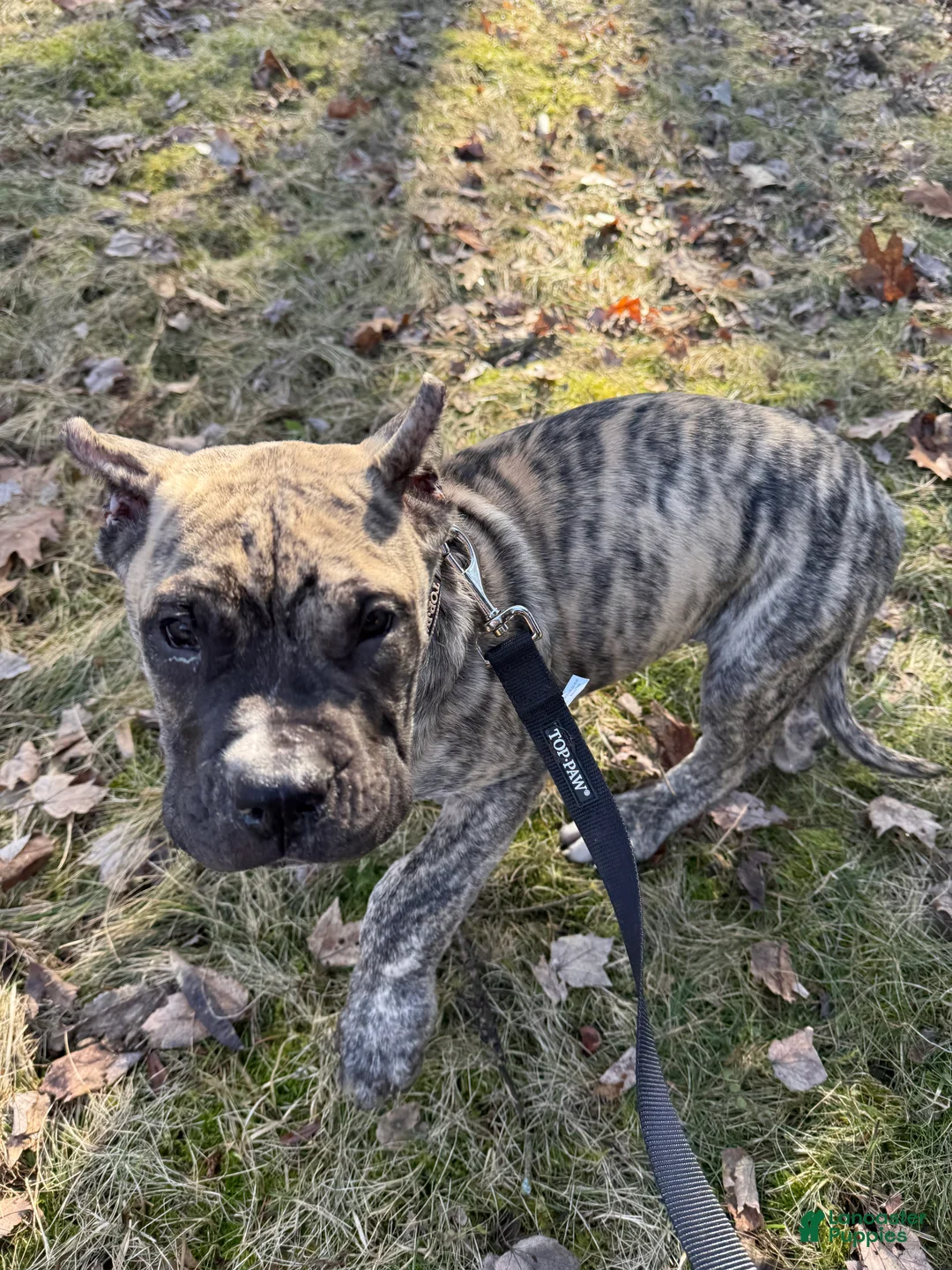 Presa Canario dogs for sale: Presa Canario Puppy 1 - Ad 2