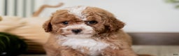 Miniature Poodle dogs for sale: Clara - Ad 8