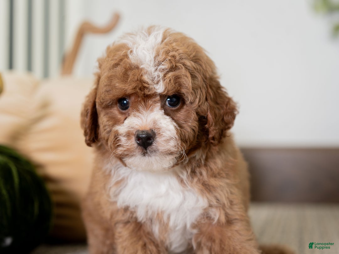 Miniature Poodle dogs for sale: Clara - Ad 8