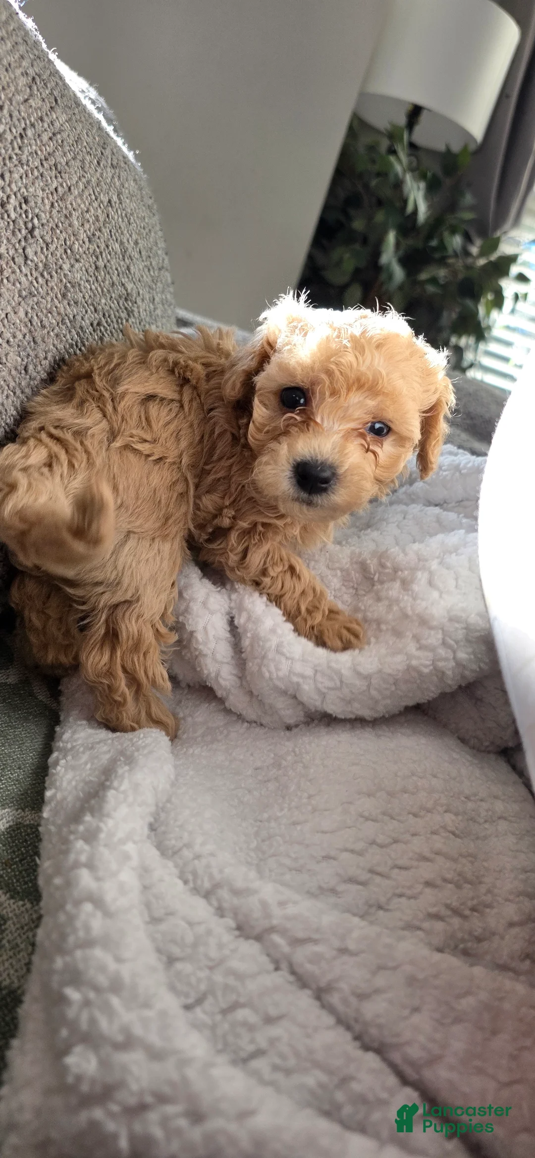 Bichpoo dogs for sale: Bichpoo 1 - Ad 2