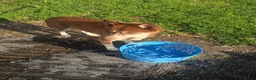 Mixed Breed dogs for sale: Mixed Breed 3 - Ad 3