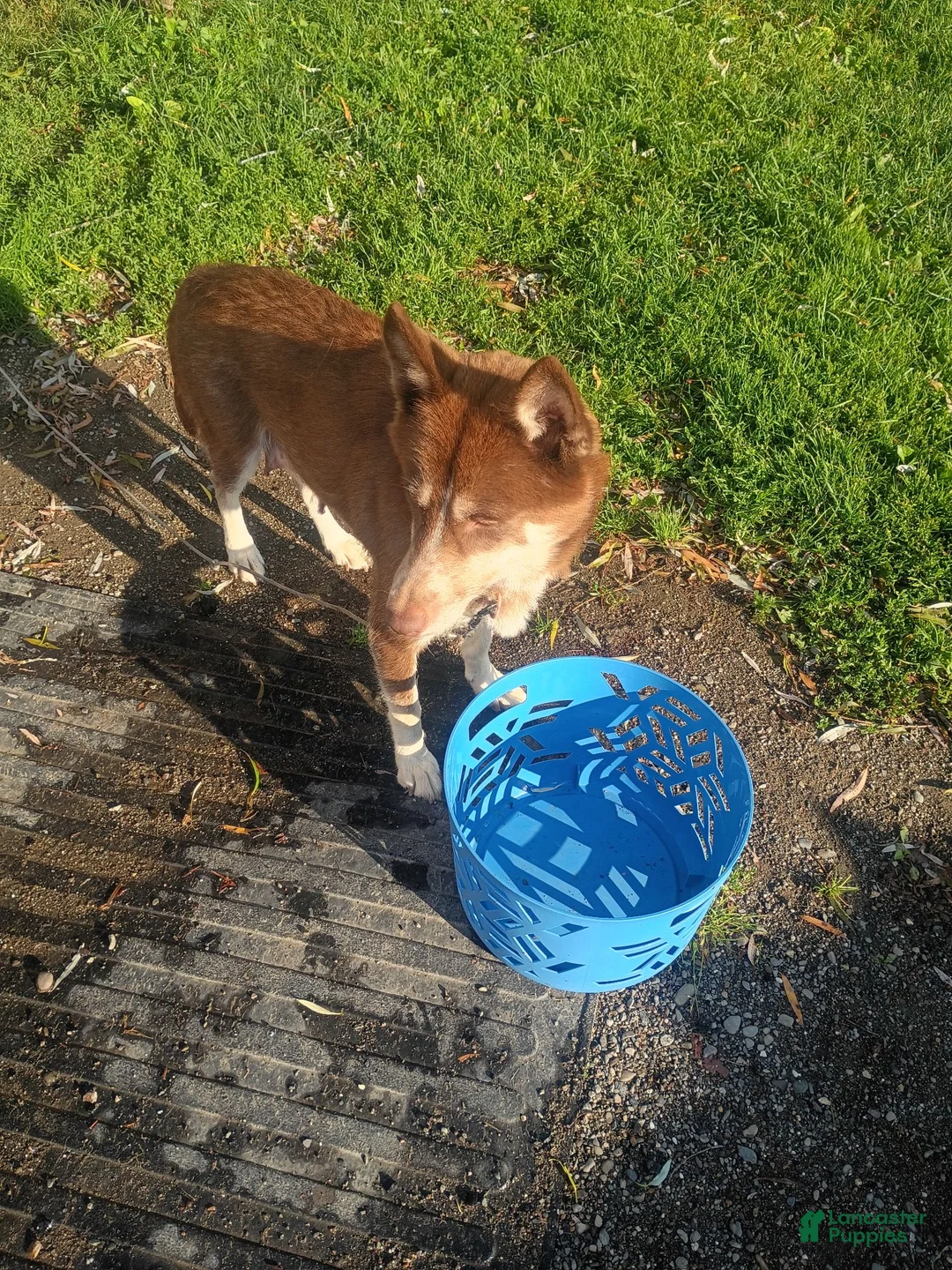 Mixed Breed dogs for sale: Mixed Breed 3 - Ad 3