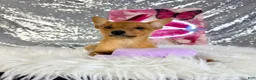 Mixed Breed dogs for sale: Daphne - Ad 3