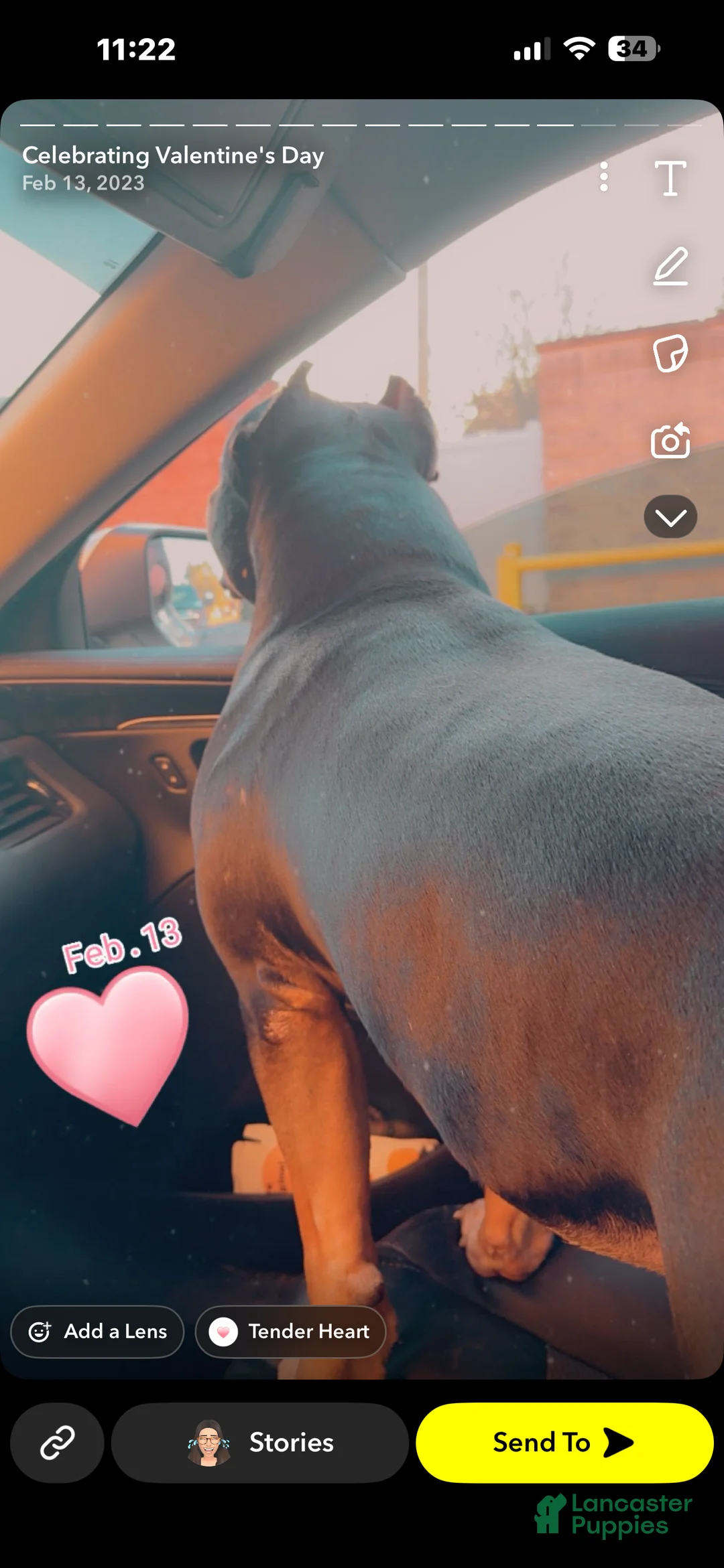 American Bully dogs for sale: American Bully Puppy 1 - Ad 17