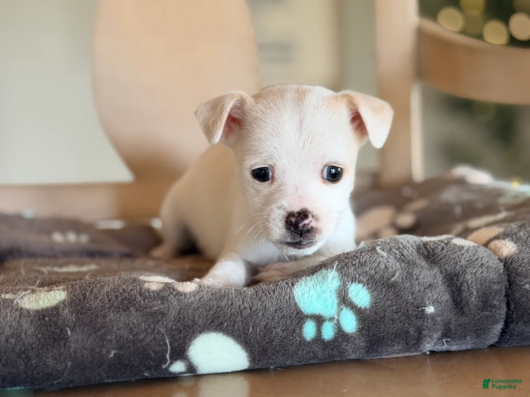 Jack Chi dogs for sale: Roxy - Ad 2