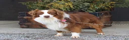 Miniature Australian Shepherd dogs for sale: Winston - Ad 7