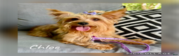 Yorkshire Terrier dogs for sale: Ana  - Ad 4