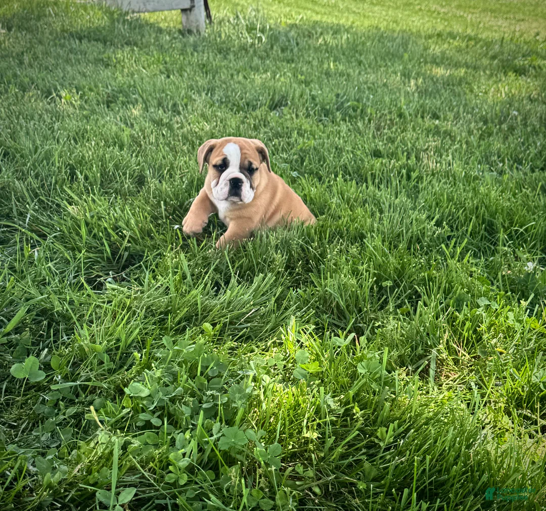 English Bulldog dogs for sale: Rex - Ad 2