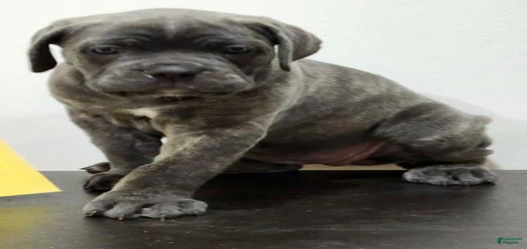 Gallery Image {{count}}