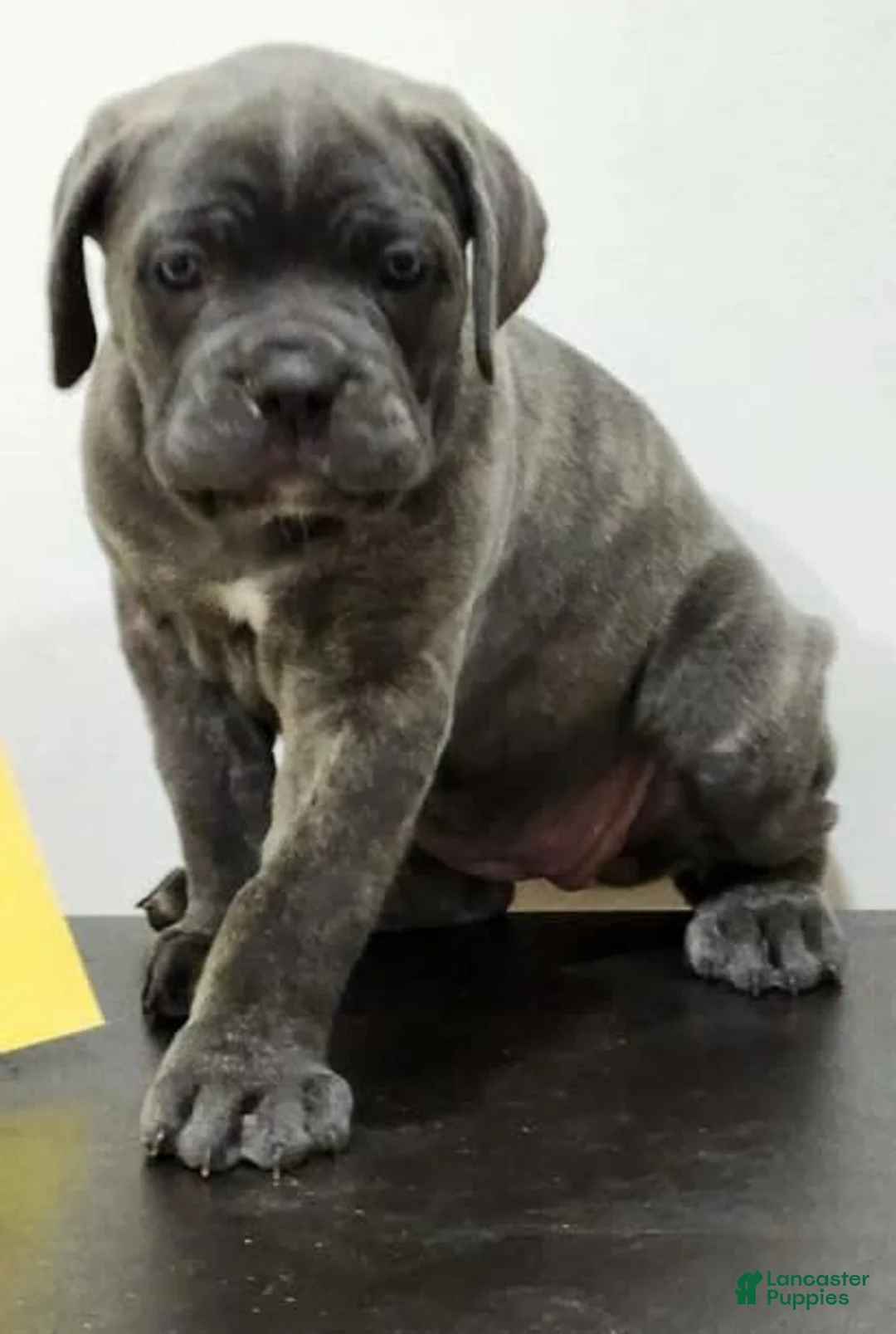 Gallery Image {{count}}