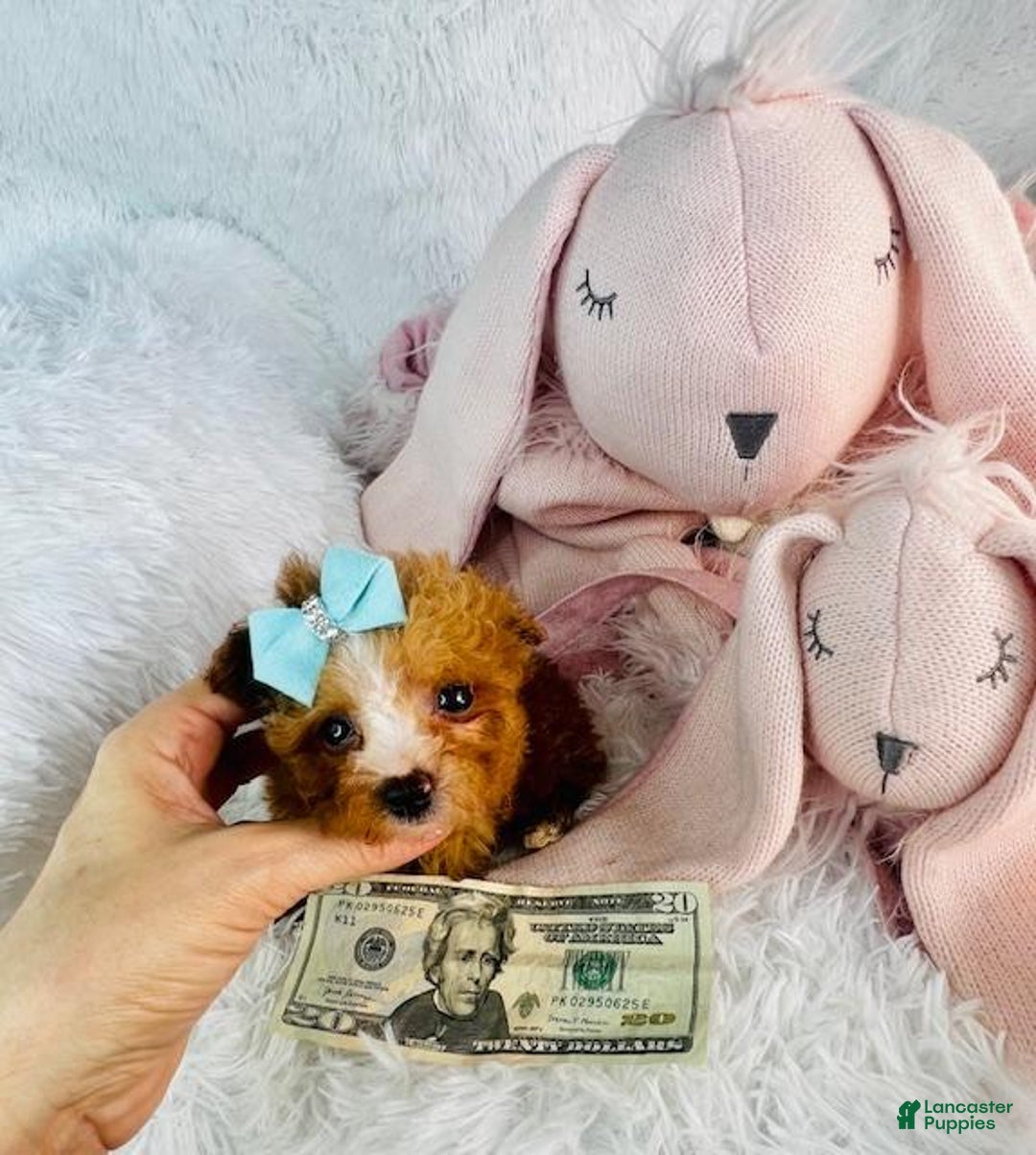 Toy Poodle dogs for sale: Toy Poodle Puppy 3 - Ad 4