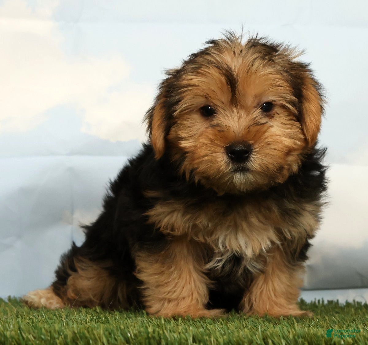 Yorkshire Terrier dogs Liam - Ad 1