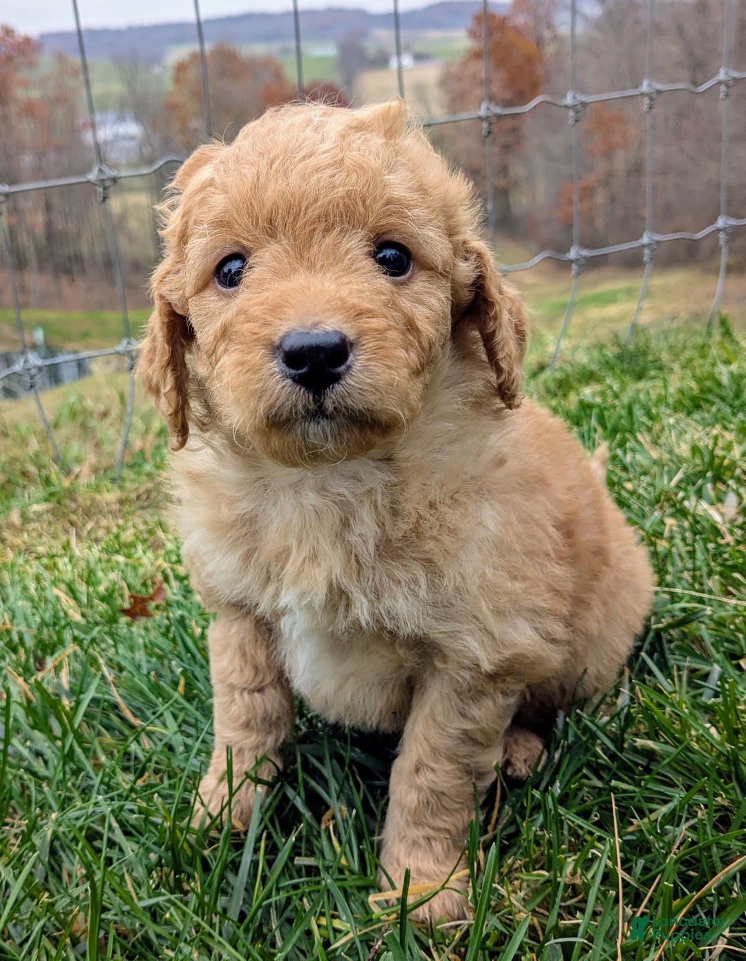 Mini Goldendoodle dogs for sale: Oscar - Ad 2