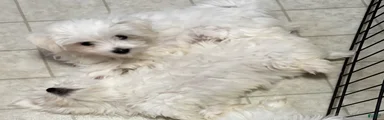 Maltese 4