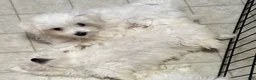 Maltese dogs for sale: Maltese 4 - Ad 1