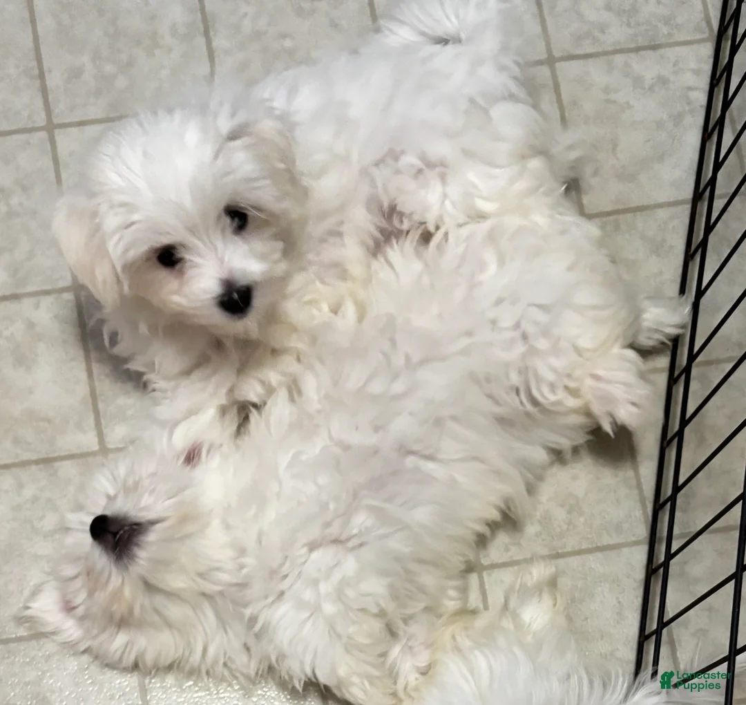 Maltese dogs for sale: Maltese 4 - Ad 1