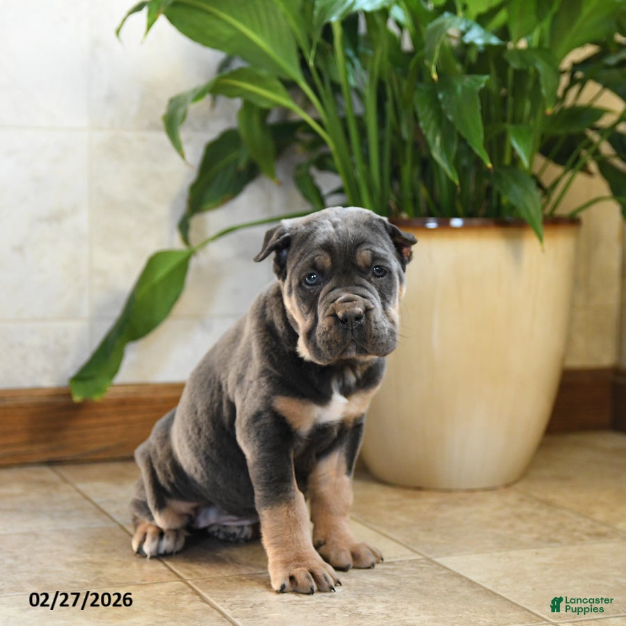 Cane Corso dogs Wendy - Ad 2