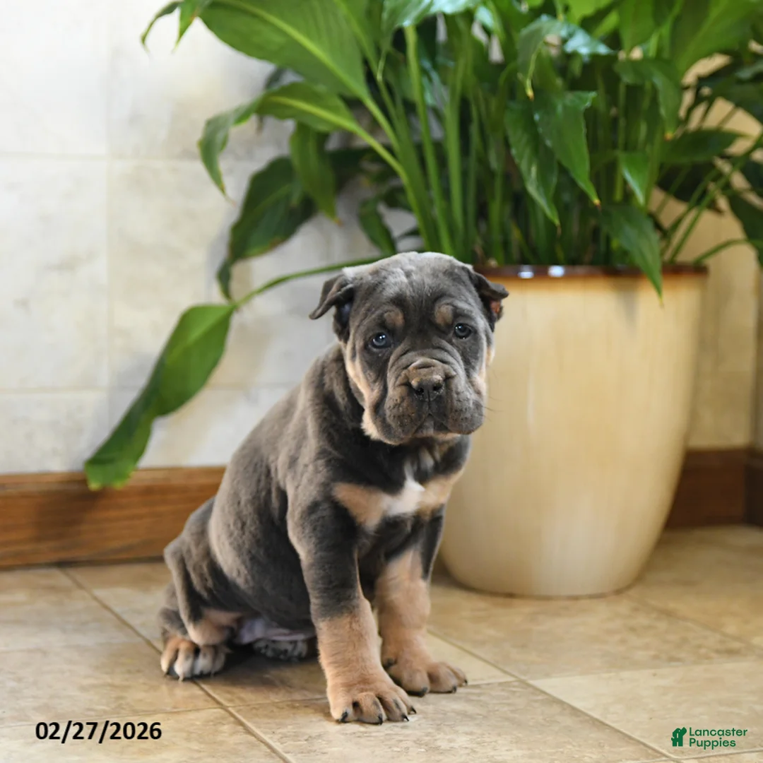 Cane Corso dogs for sale: Wendy - Ad 2