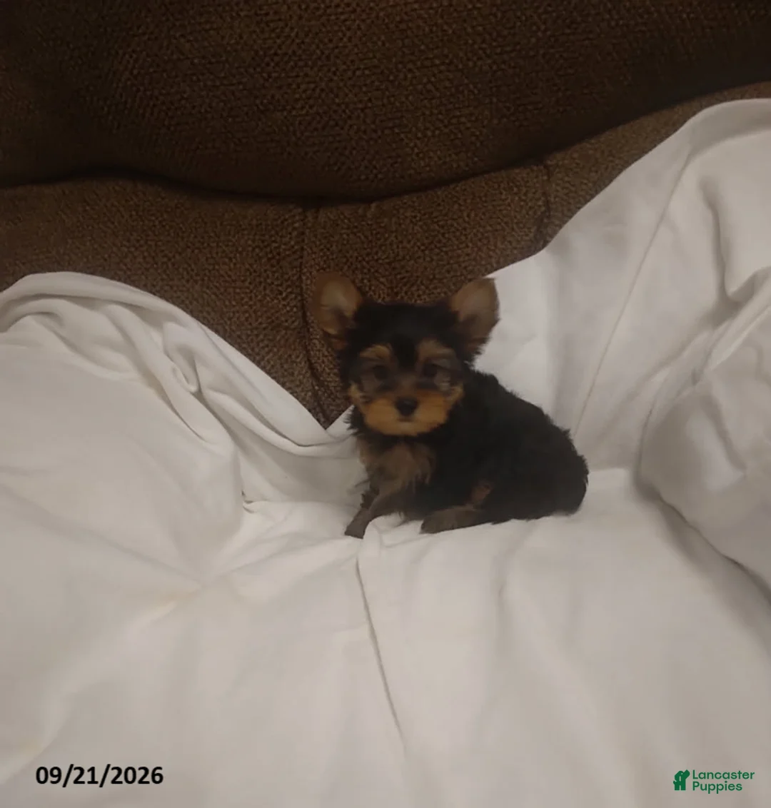 Yorkshire Terrier dogs for sale: Tulip - Ad 1