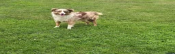 Miniature Australian Shepherd dogs for sale: Riley - Ad 12